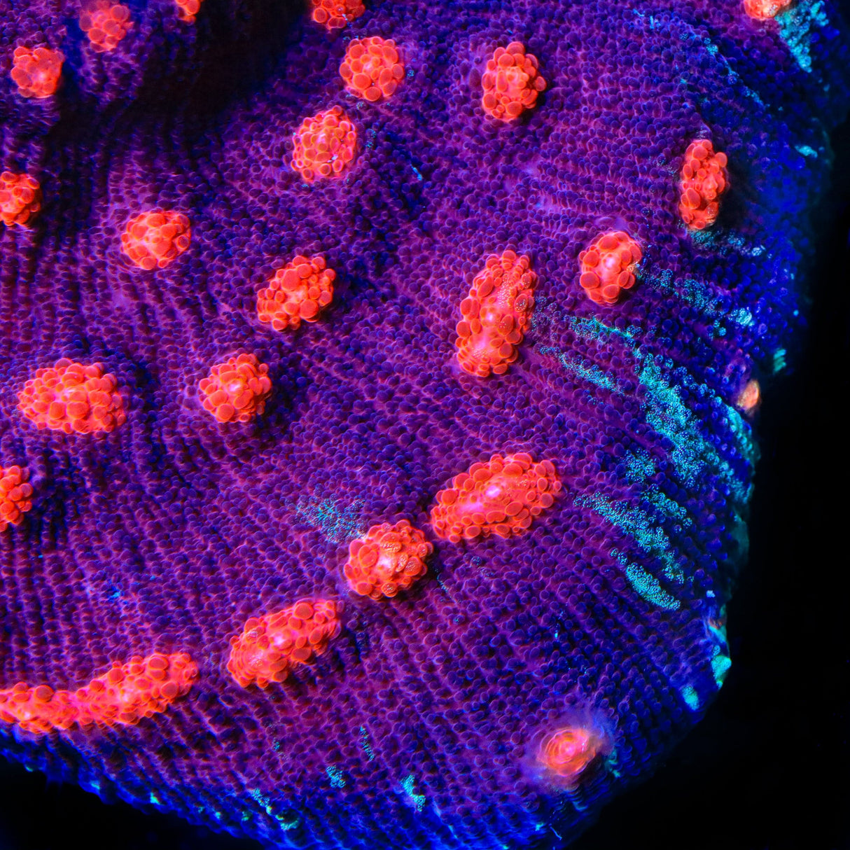 Space Ballz Chalice Coral