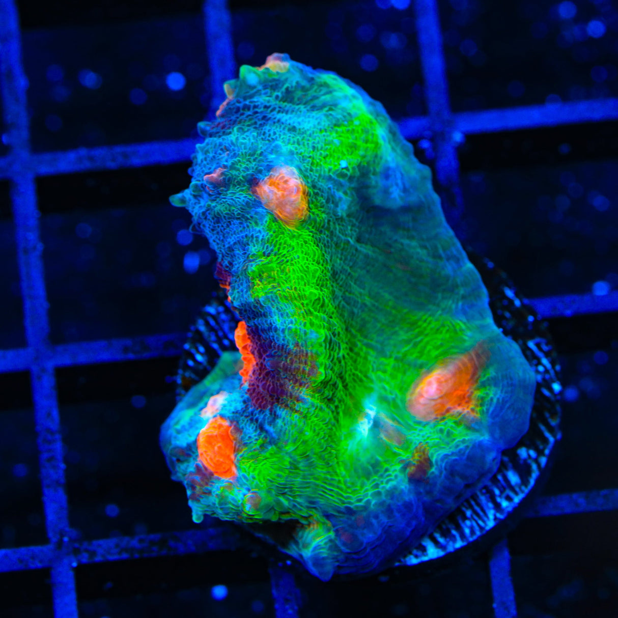 Space Ballz Chalice Coral