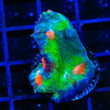 Space Ballz Chalice Coral