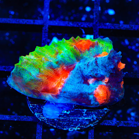 Space Ballz Chalice Coral