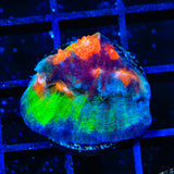 Space Ballz Chalice Coral