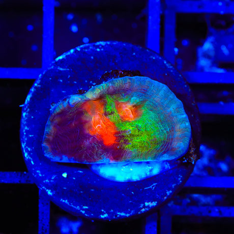 Space Ballz Chalice Coral