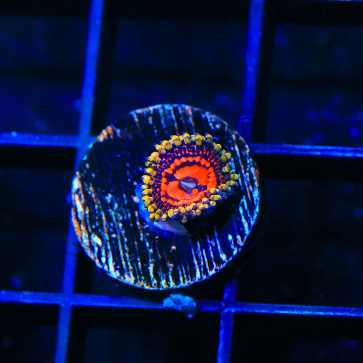 Space Chaos Zoanthids Coral