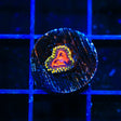Space Chaos Zoanthids Coral