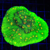 Space Invader Chalice Colony Coral