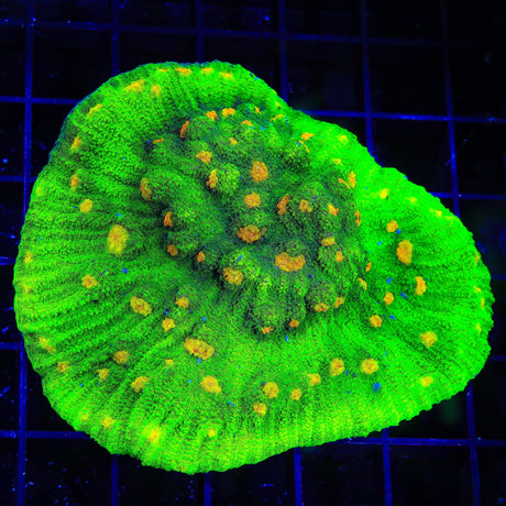 Space Invader Chalice Colony Coral