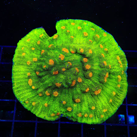 Space Invader Chalice Colony Coral