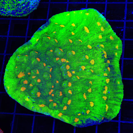 Space Invader Chalice Colony Coral