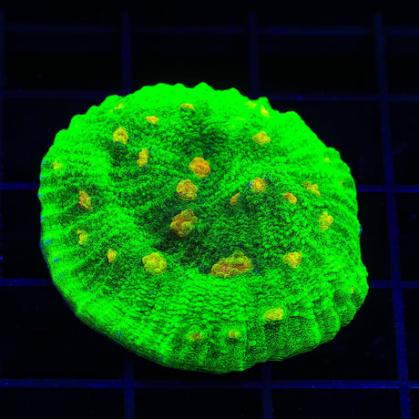 Space Invader Chalice Coral