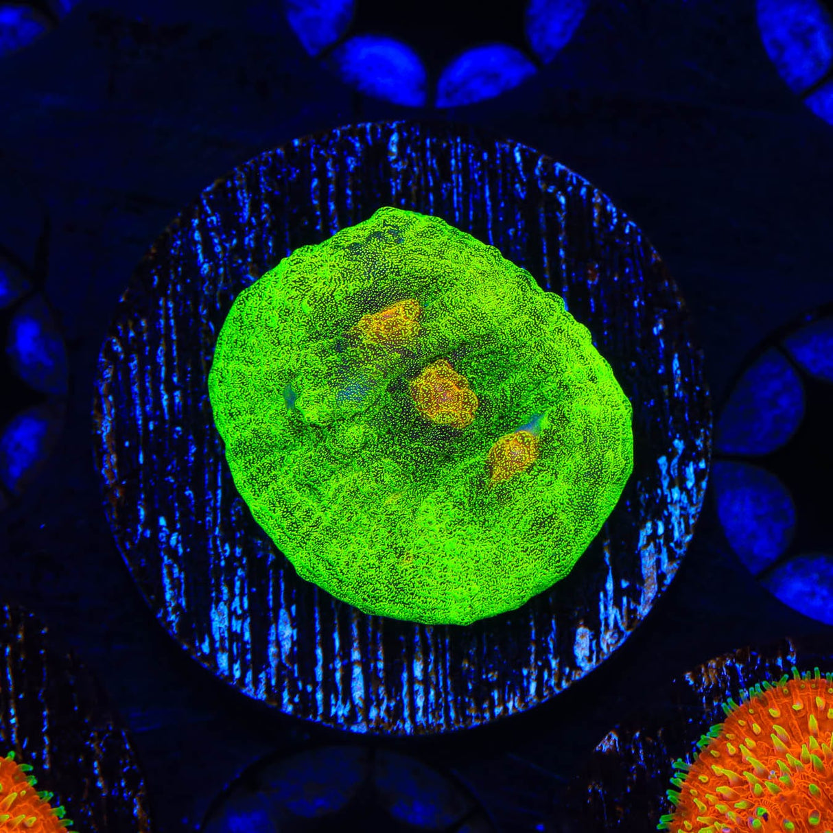 Space Invader Chalice Coral