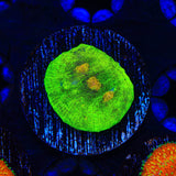 Space Invader Chalice Coral