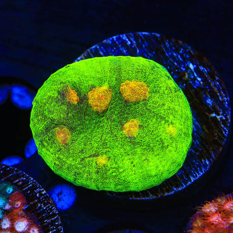 Space Invader Chalice Coral
