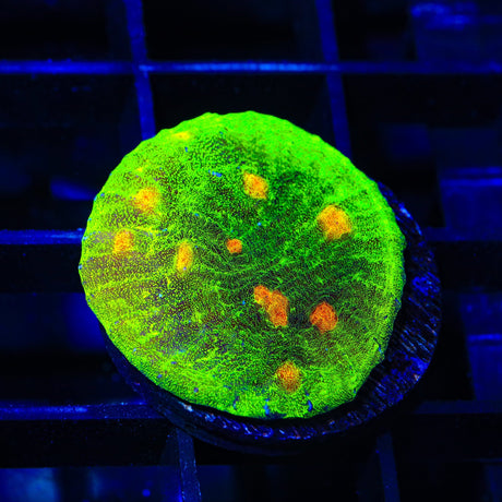 Space Invader Chalice Coral