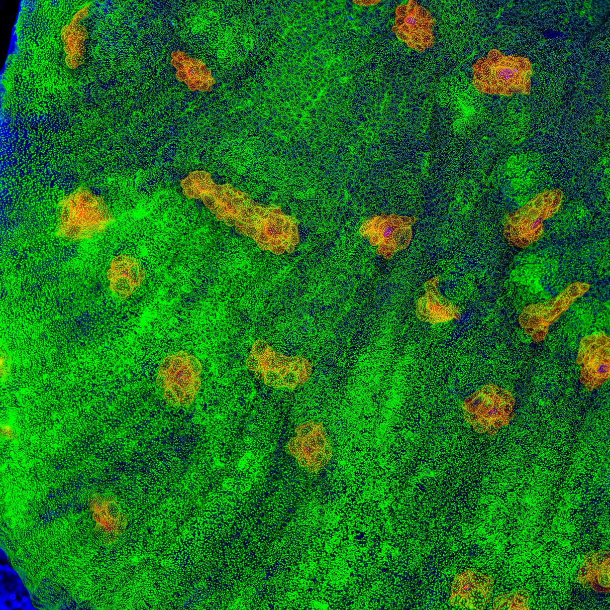 Space Invader Chalice Coral