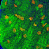 Space Invader Chalice Coral