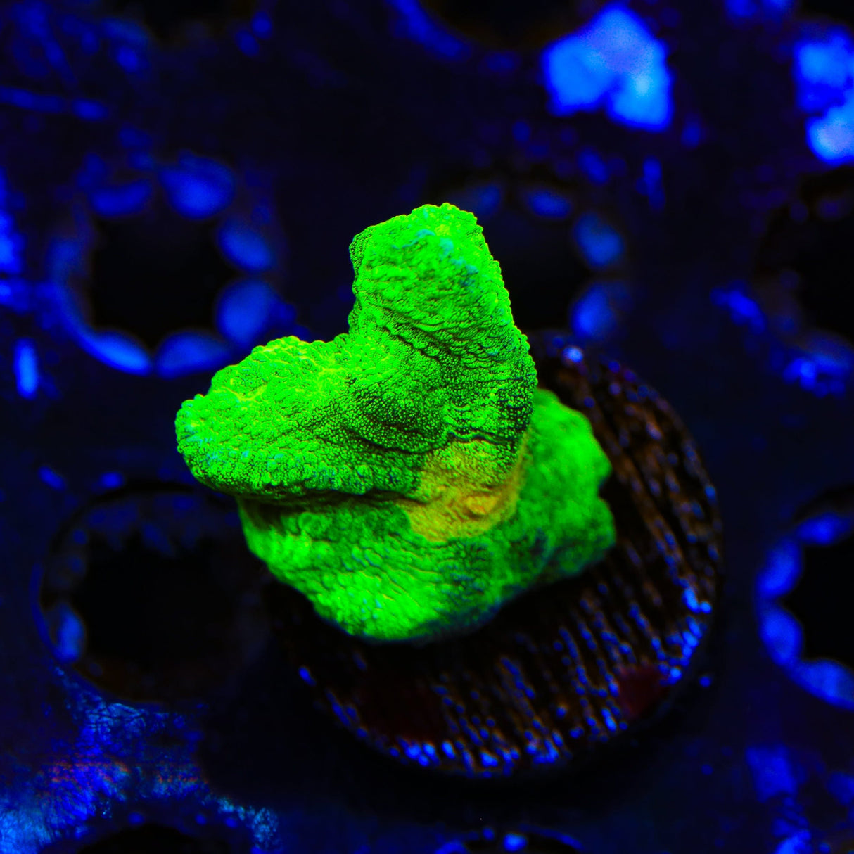 Space Invader Pectinia Coral