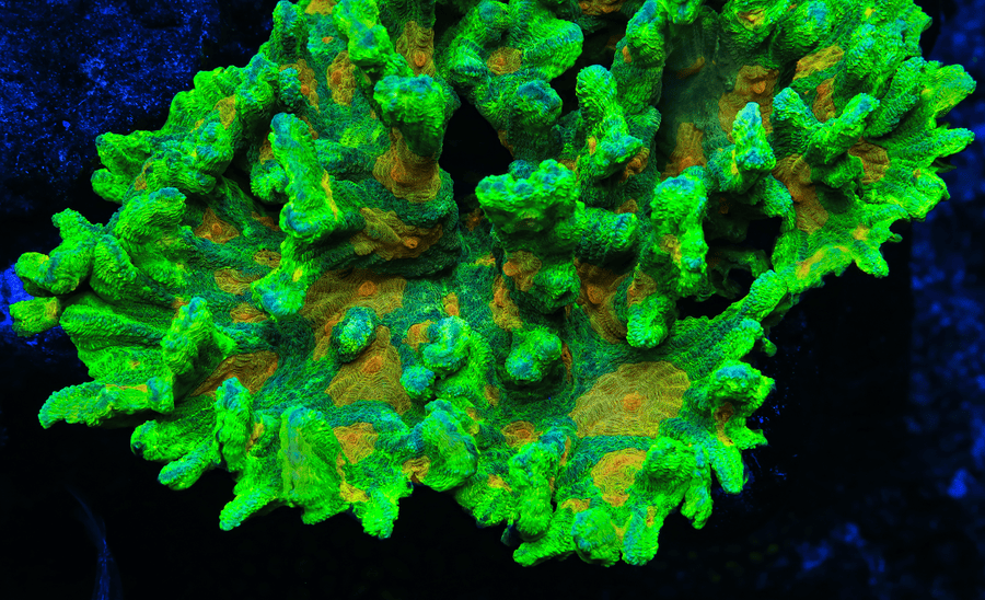 Space Invader Pectinia Coral
