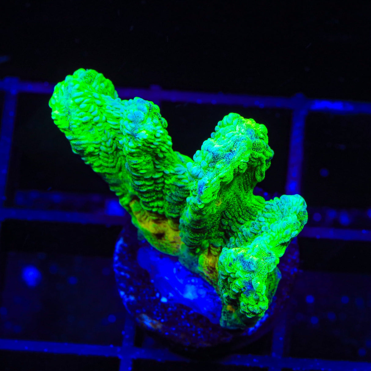 Space Invader Pectinia Coral