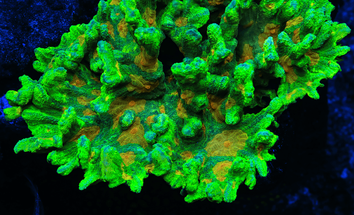 Space Invader Pectinia Coral