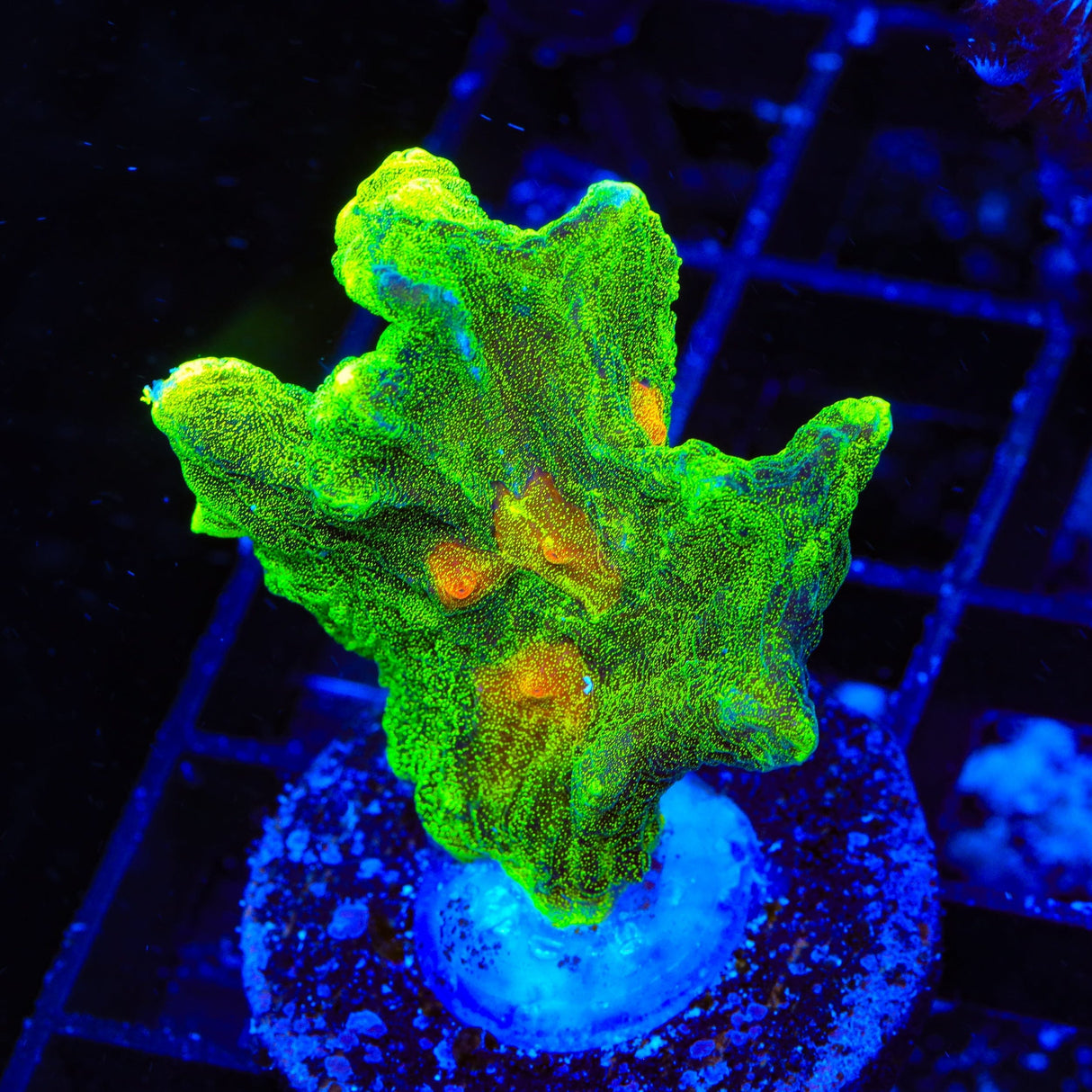 Space Invader Pectinia Coral