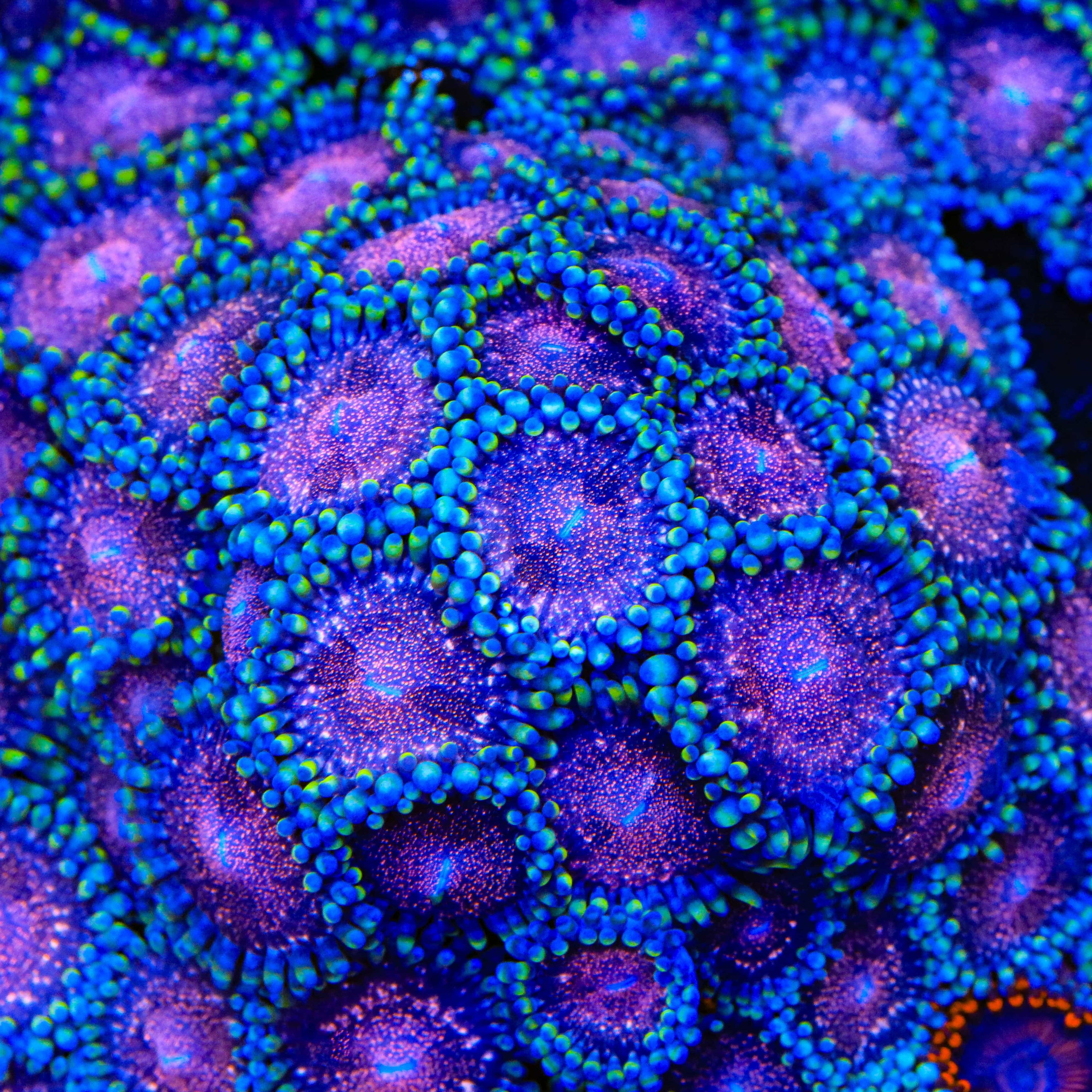 reef monsters Space Monster Zoanthids Coral – Top Shelf Aquatics