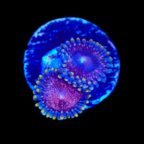 Space Monster Zoanthids Coral