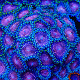 Space Monster Zoanthids Coral