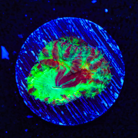 Space Ripper Blastomussa Coral