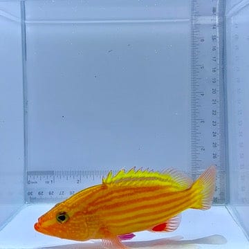 Spanish Flag Grouper Fish