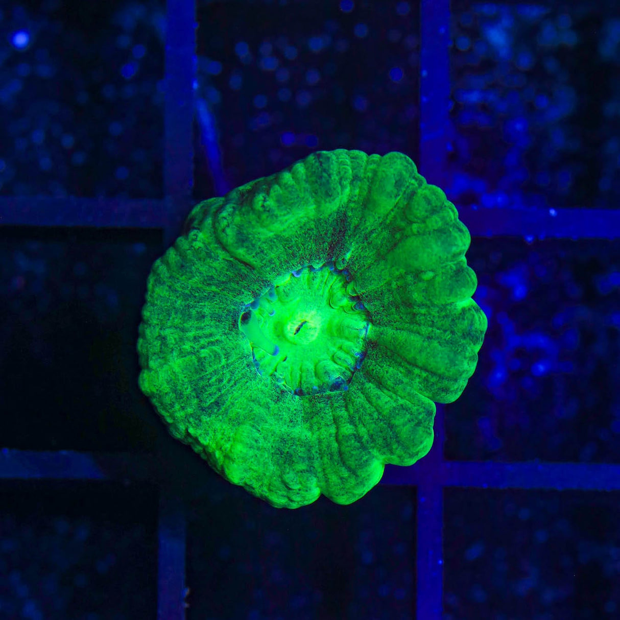 Spearmint Candy Cane Coral