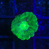 Spearmint Candy Cane Coral