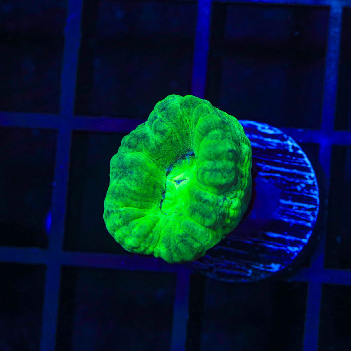 Spearmint Candy Cane Coral