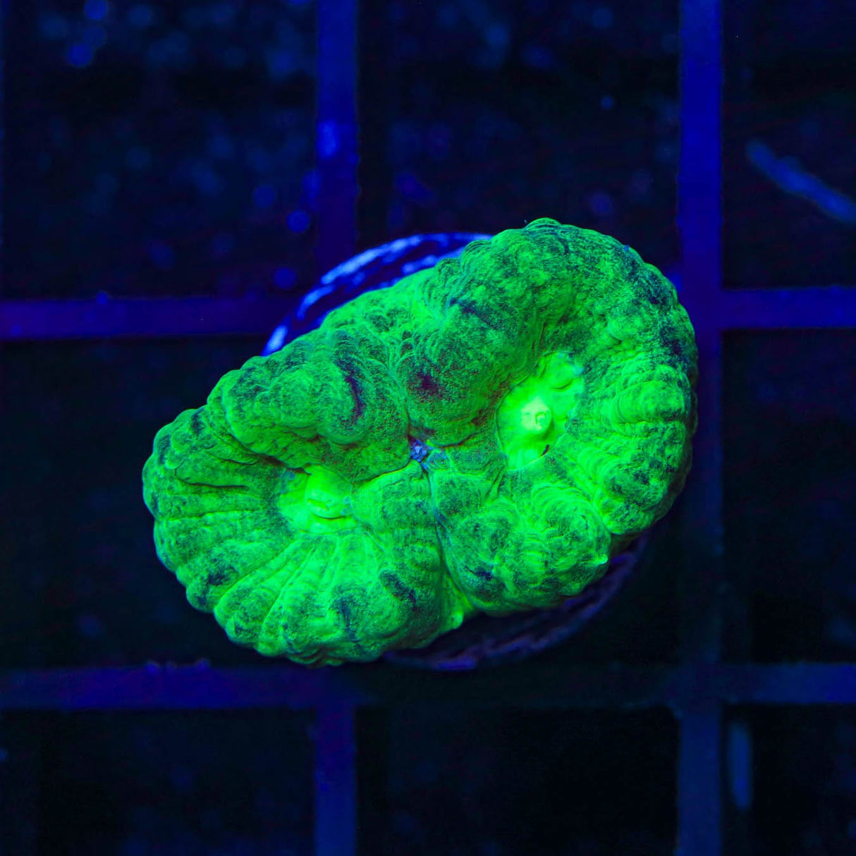 Spearmint Candy Cane Coral