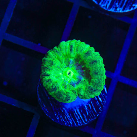 Spearmint Candy Cane Coral