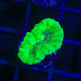 Spearmint Candy Cane Coral