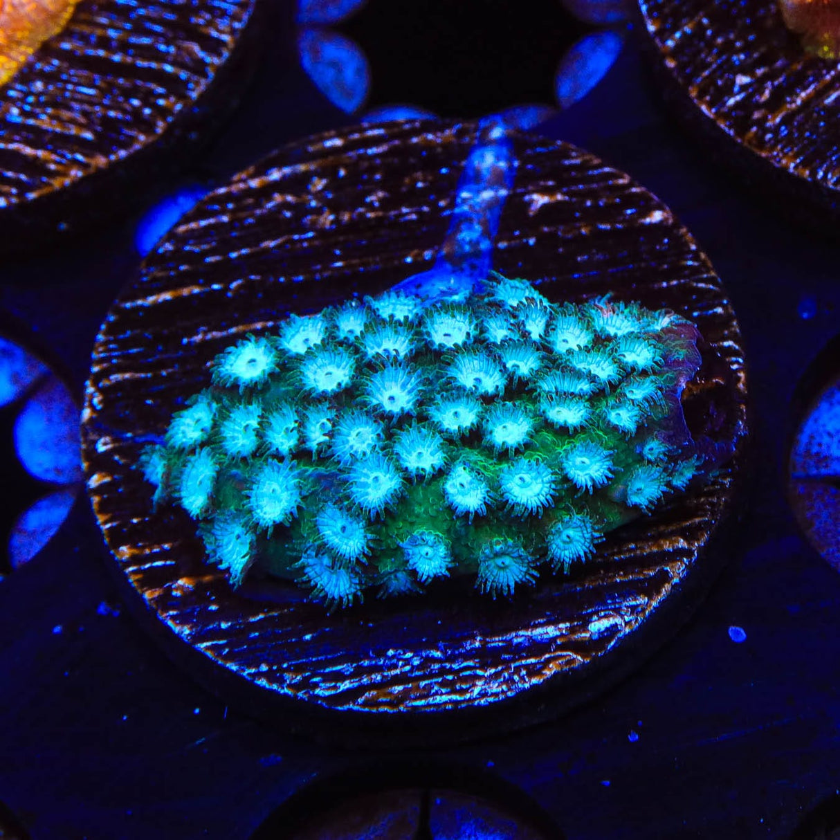Spearmint Cyphastrea Coral