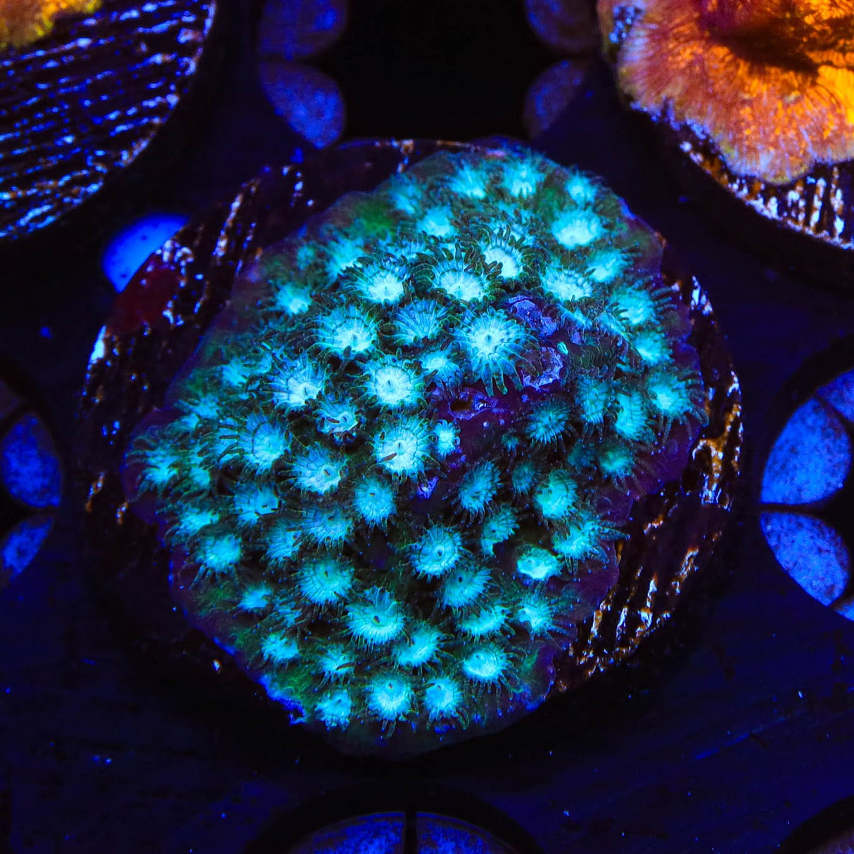 Spearmint Cyphastrea Coral