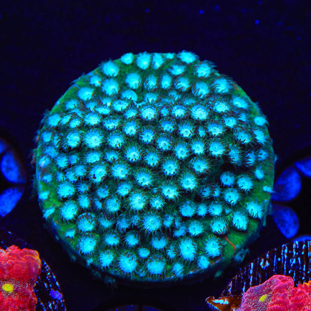 Spearmint Cyphastrea Coral