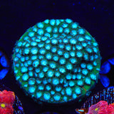 Spearmint Cyphastrea Coral