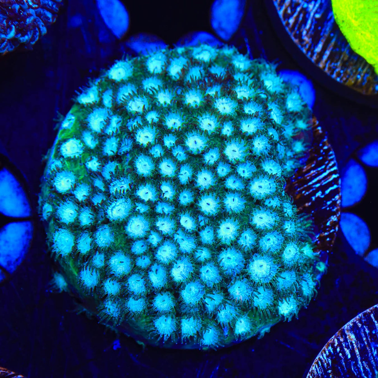 Spearmint Cyphastrea Coral
