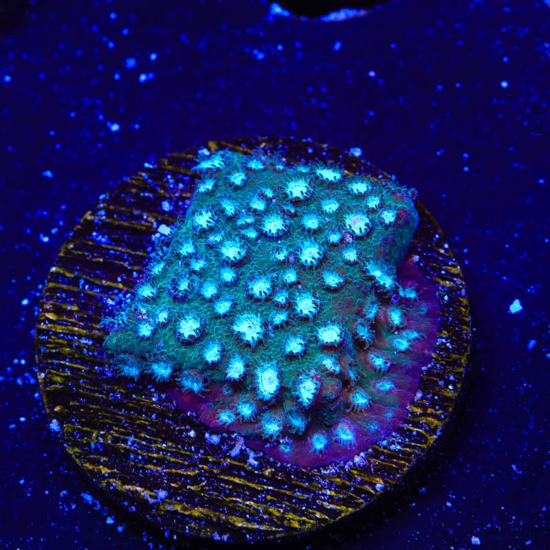 Spearmint Cyphastrea Coral