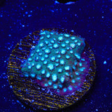 Spearmint Cyphastrea Coral