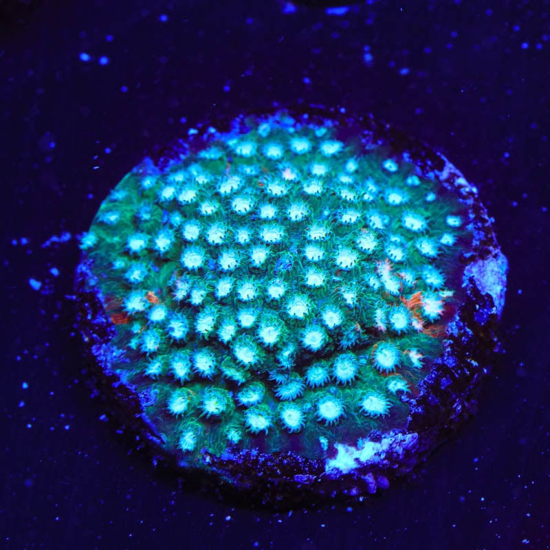 Spearmint Cyphastrea Coral