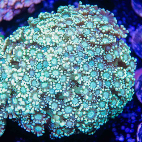 Spearmint Ice Alveopora Colony Coral