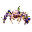 Spider Decorator Crab