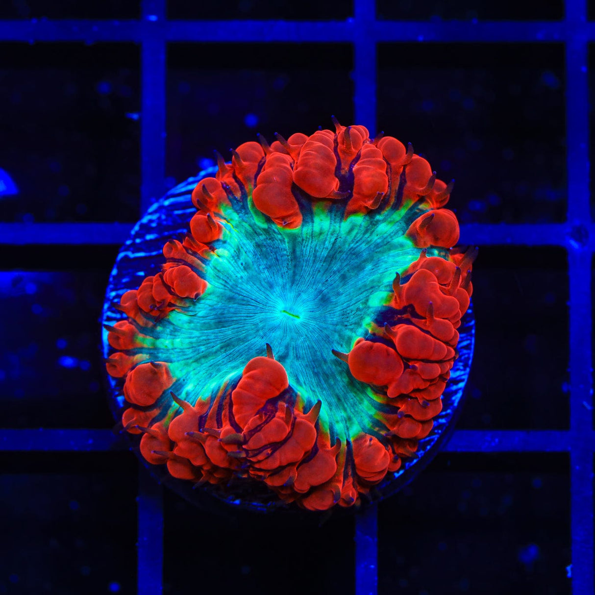 Spiderman Blastomussa Coral