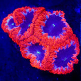 Spiderman Blastomussa Coral