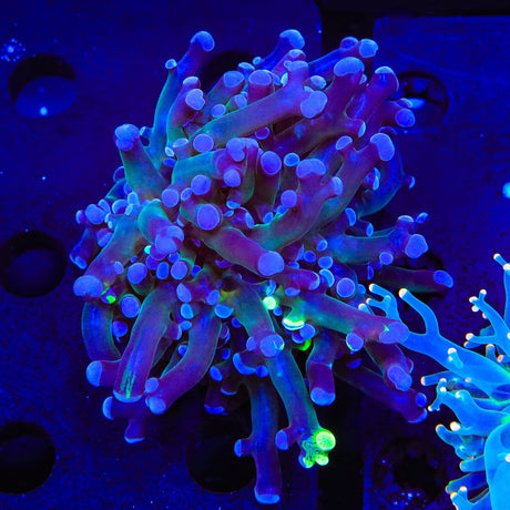 Splatter Frogspawn Coral
