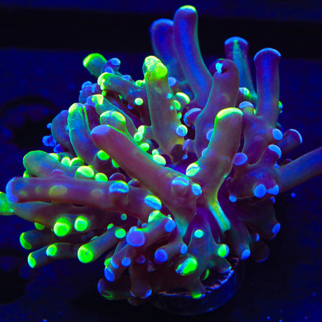Splatter Frogspawn Coral