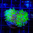 Splatter Stalk Hammer Coral